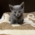 Max-male-Russian-Blue-cat-puppy-for-sale-1 (3)