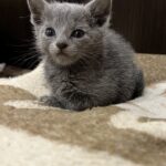 Max-male-Russian-Blue-cat-puppy-for-sale-1 (4)