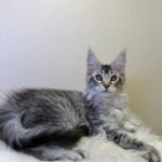 Qais-male-maine-Coon-cat-puppy-for-sale-1 (1)