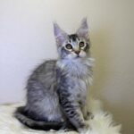 Qais-male-maine-Coon-cat-puppy-for-sale-1 (2)