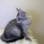 Qais-male-maine-Coon-cat-puppy-for-sale-1 (3)