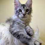 Qais-male-maine-Coon-cat-puppy-for-sale-1 (4)