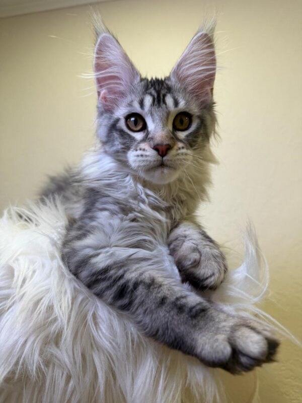 Qais Maine Coon
