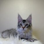 Qais-male-maine-Coon-cat-puppy-for-sale-1 (5)