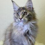 Queen-female-maine-Coon-cat-puppy-for-sale-1 (1)