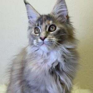 Queen Maine Coon