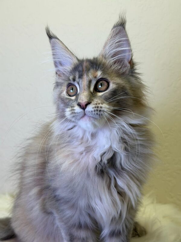 Queen Maine Coon