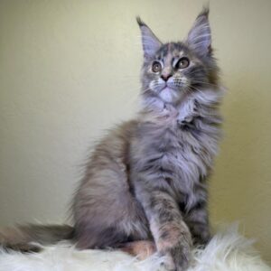 Queen Maine Coon