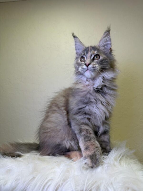 Queen Maine Coon