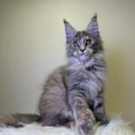 Queen-female-maine-Coon-cat-puppy-for-sale-1 (3)