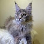 Queen-female-maine-Coon-cat-puppy-for-sale-1 (4)