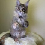 Queen-female-maine-Coon-cat-puppy-for-sale-1 (5)