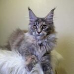 Queen-female-maine-Coon-cat-puppy-for-sale-1 (6)