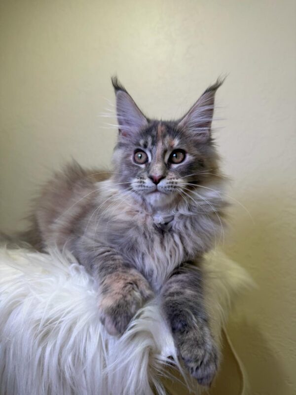 Queen Maine Coon