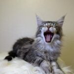 Quins-male-maine-Coon-cat-puppy-for-sale-1 (1)