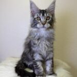 Quins-male-maine-Coon-cat-puppy-for-sale-1 (2)