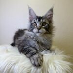 Quins-male-maine-Coon-cat-puppy-for-sale-1 (3)