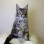 Quins-male-maine-Coon-cat-puppy-for-sale-1 (5)
