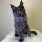 Scarlett-female-maine-Coon-cat-puppy-for-sale-1 (2)