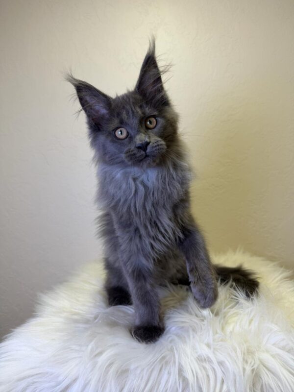 Scarlett Maine Coon