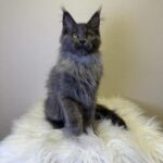 Scarlett-female-maine-Coon-cat-puppy-for-sale-1 (3)