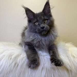 Scarlett Maine Coon