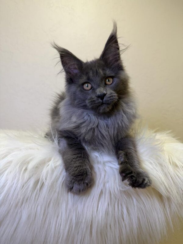 Scarlett Maine Coon