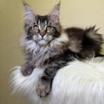 Simon Maine Coon