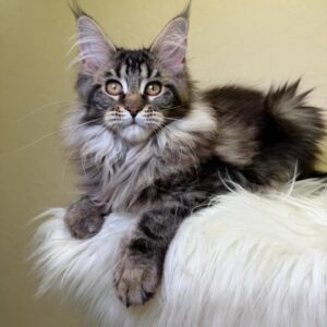 Sidney Maine Coon