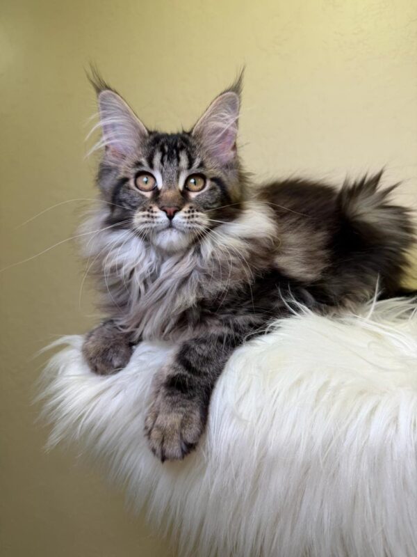 Sidney Maine Coon