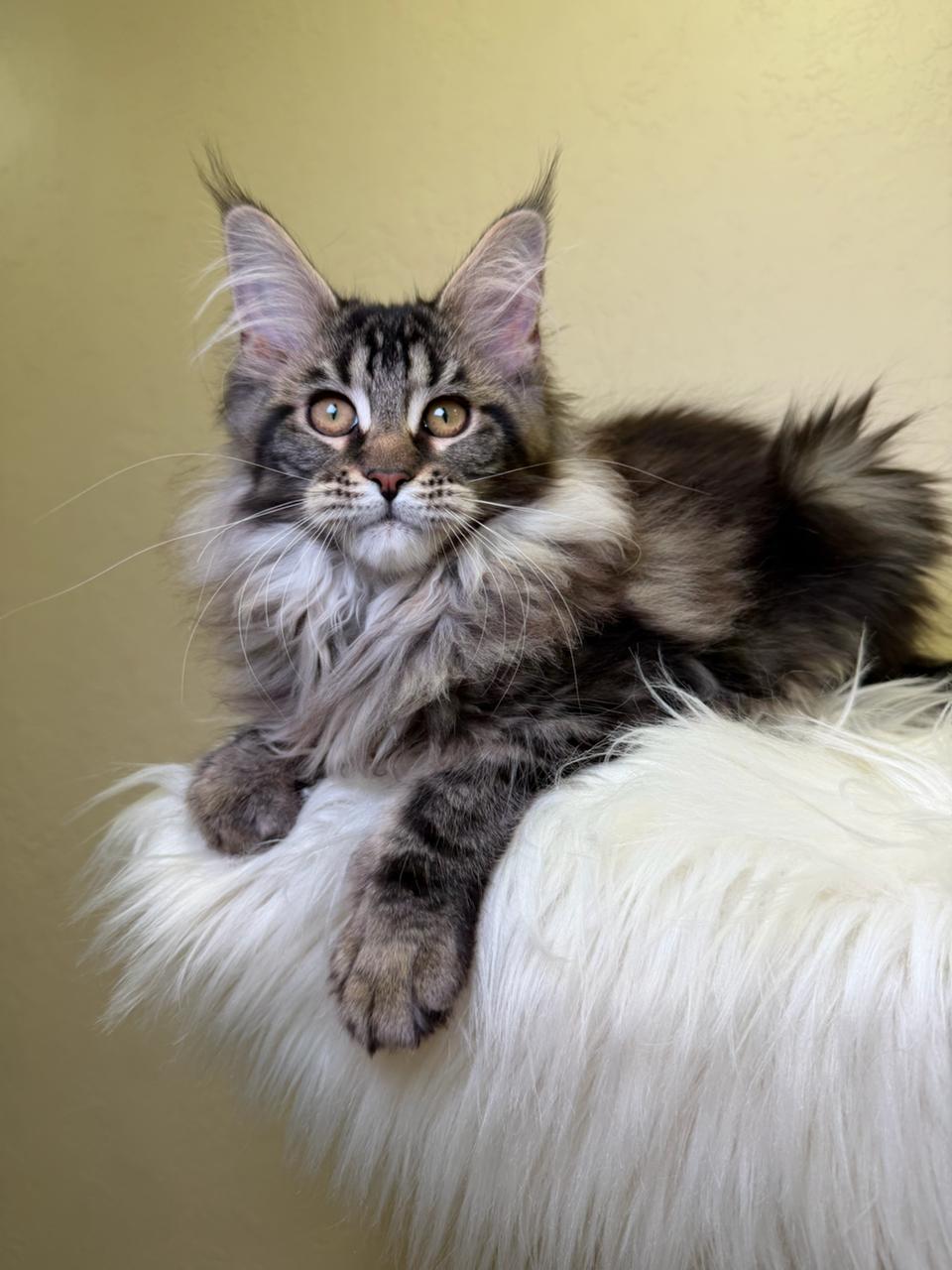 Sidney Maine Coon