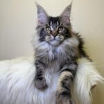 Sidney-female-maine-Coon-cat-puppy-for-sale-1 (2)