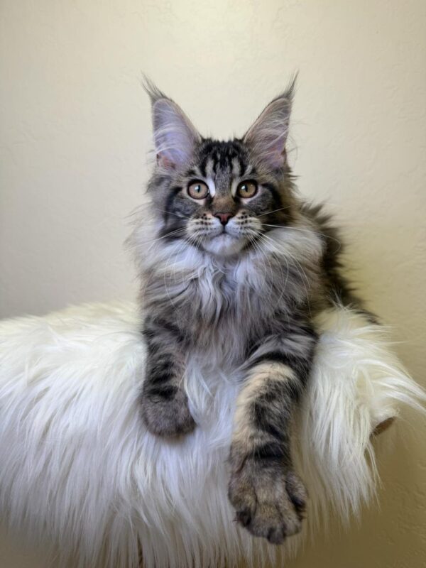 Sidney Maine Coon