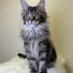 Sidney-female-maine-Coon-cat-puppy-for-sale-1 (3)
