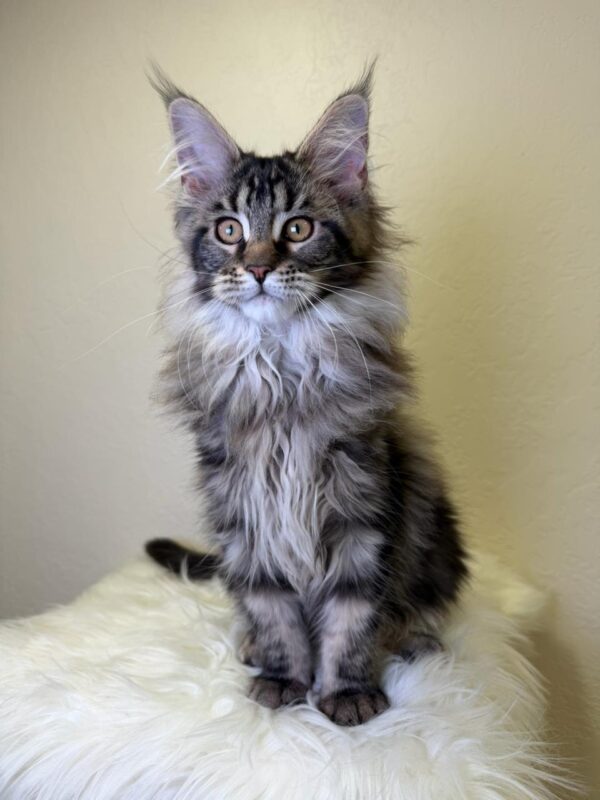 Sidney Maine Coon