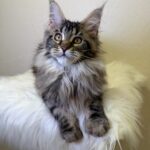 Sidney-female-maine-Coon-cat-puppy-for-sale-1 (4)
