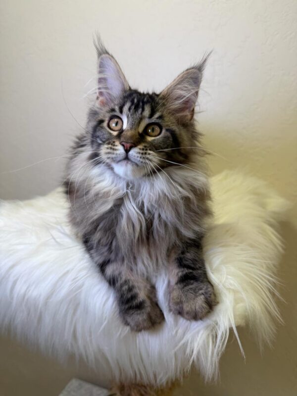 Sidney Maine Coon