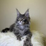 Simon-male-maine-Coon-cat-puppy-for-sale-1 (1)