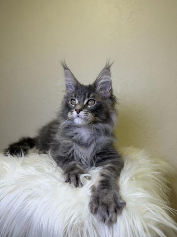 Simon Maine Coon