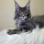 Simon-male-maine-Coon-cat-puppy-for-sale-1 (2)