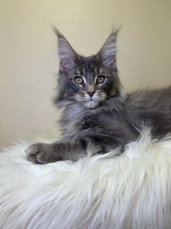 Simon Maine Coon
