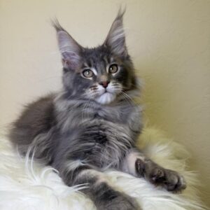 Simon Maine Coon