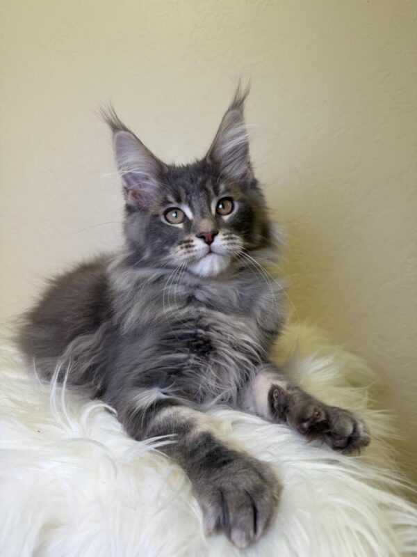 Simon Maine Coon