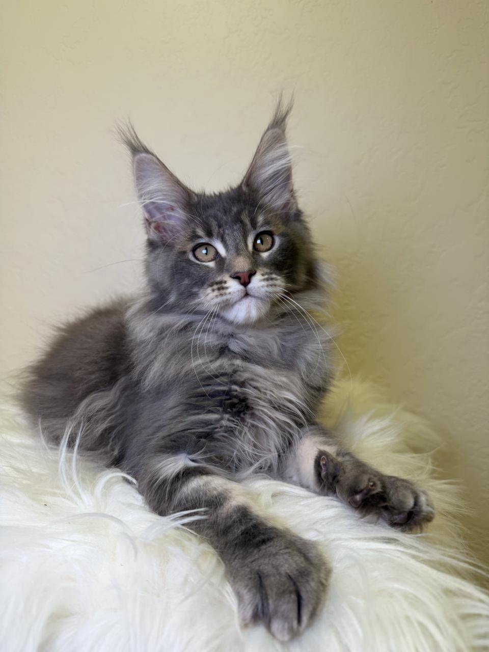 Simon Maine Coon