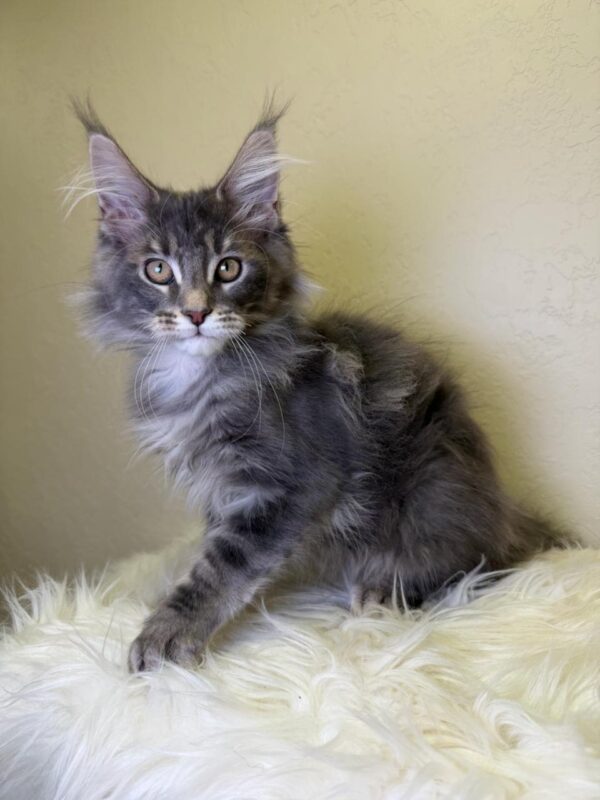Simon Maine Coon