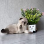 Svetozara Scottish Fold