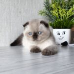 Tom-male-Scottish-fold-cat-puppy-for-sale-1 (2)