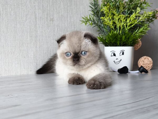 Justin Scottish Fold Justin Scottish Fold