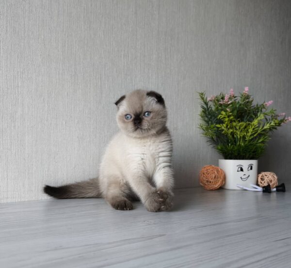 Justin Scottish Fold Justin Scottish Fold