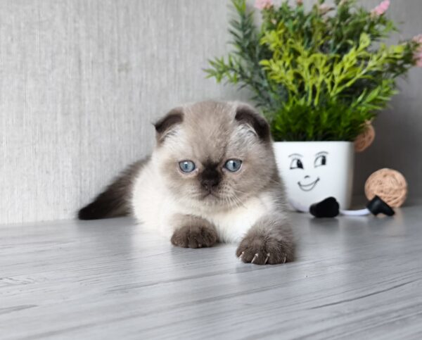 Justin Scottish Fold Justin Scottish Fold